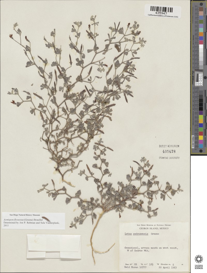Acmispon flexuosus photo 5