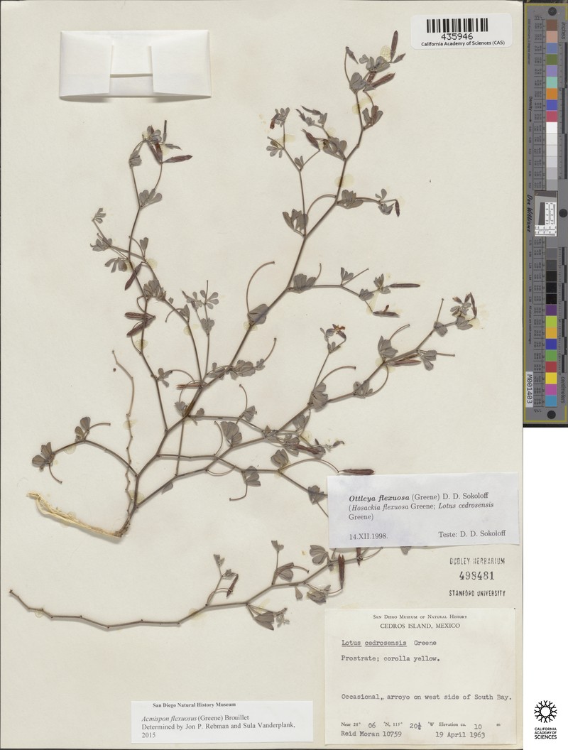 Acmispon flexuosus photo 6