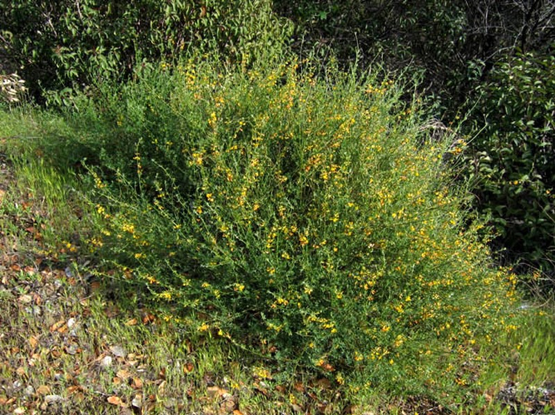 Acmispon glaber
