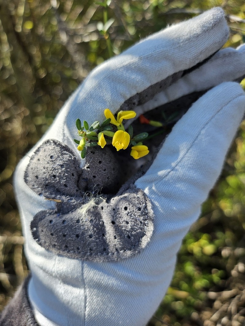 Acmispon glaber photo 2
