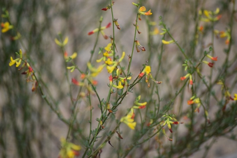 Acmispon glaber photo 4