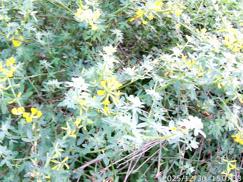 Acmispon glaber photo 5