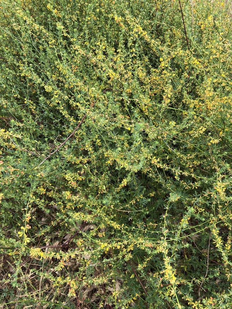 Acmispon glaber photo 6