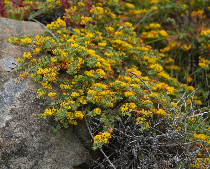Acmispon glaber photo 7