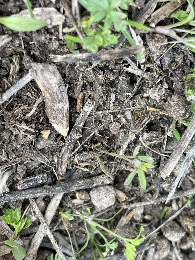 Acmispon glaber photo 8
