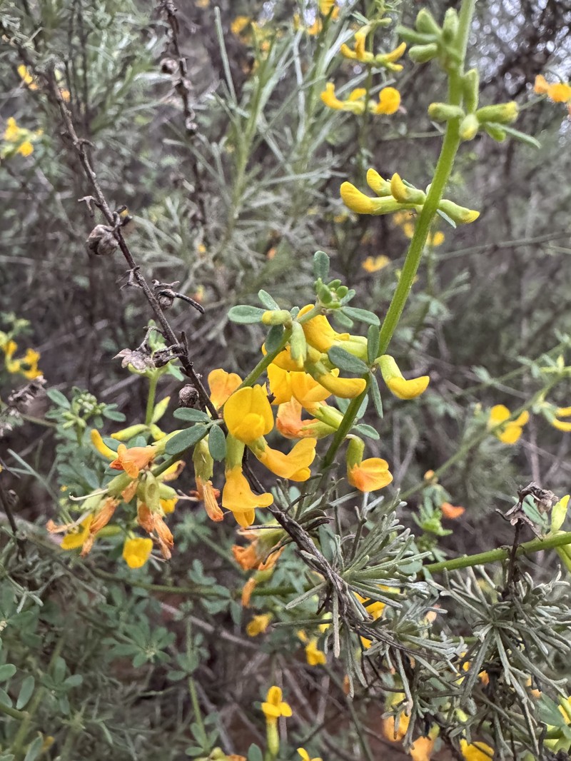 Common Deerweed