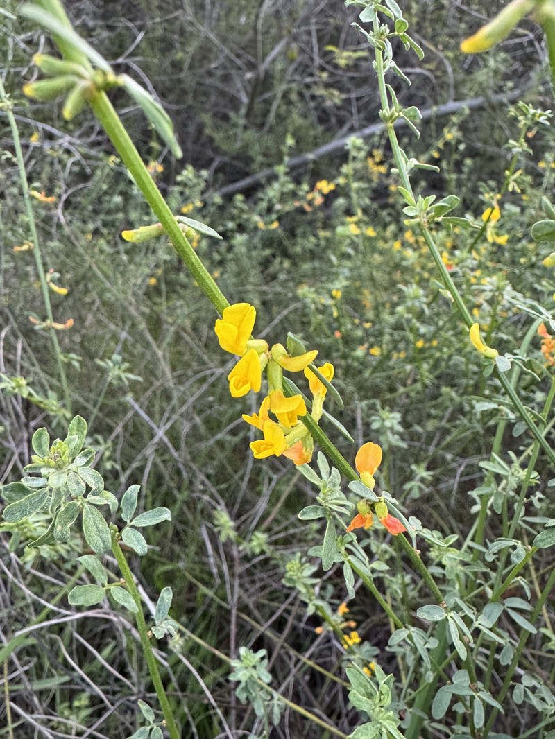 Common Deerweed photo 3