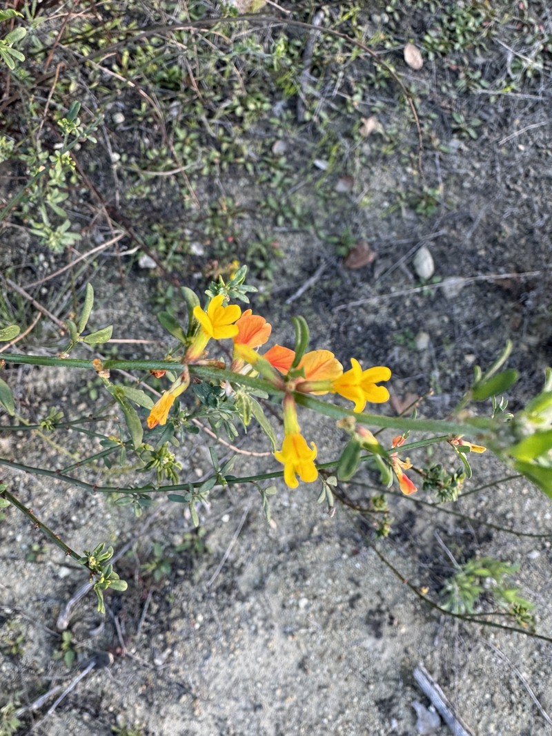 Common Deerweed photo 4