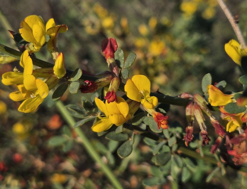 Common Deerweed photo 5