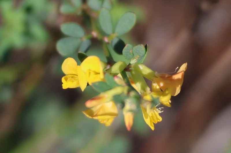 Common Deerweed photo 6