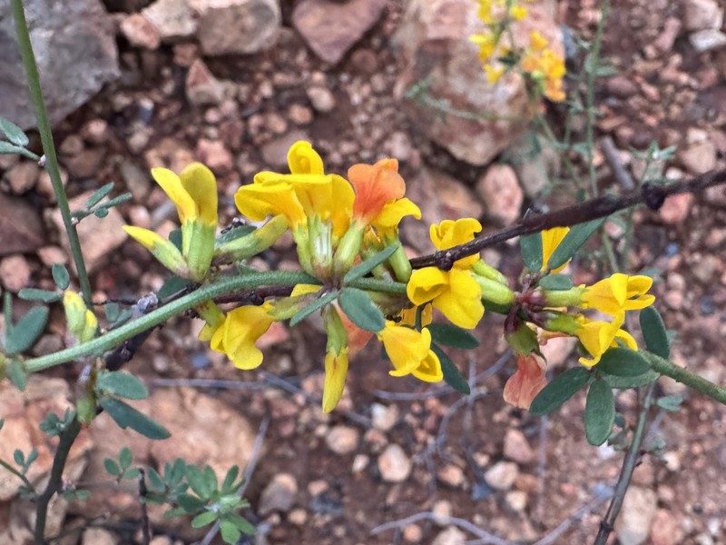 Common Deerweed photo 7