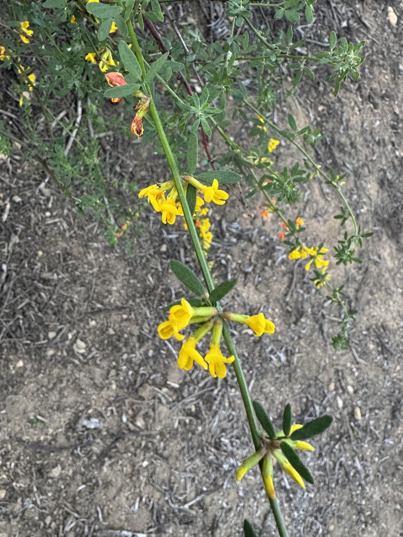 Common Deerweed photo 8