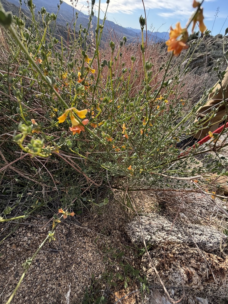 Acmispon glaber var. brevialatus