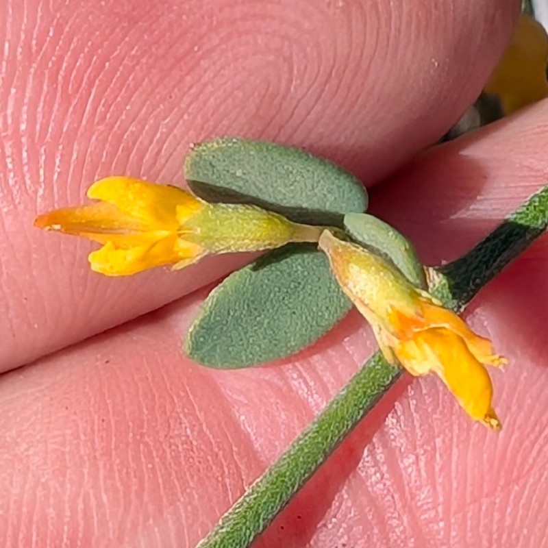 Acmispon glaber var. brevialatus photo 2