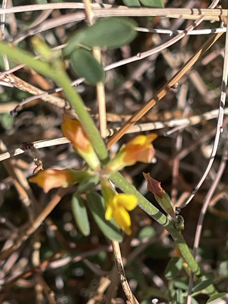 Acmispon glaber var. brevialatus photo 4