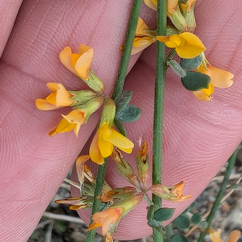 Acmispon glaber var. brevialatus photo 5