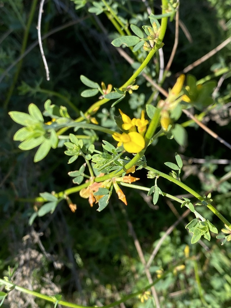 Acmispon glaber var. brevialatus photo 6
