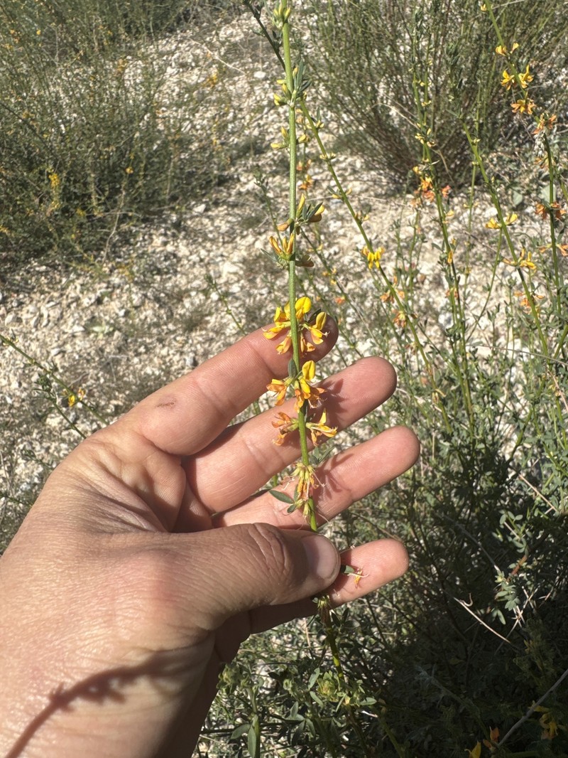 Acmispon glaber var. brevialatus photo 7