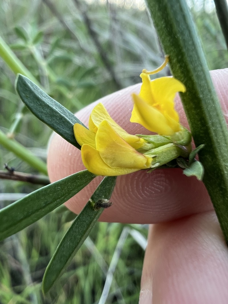 Acmispon glaber var. brevialatus photo 8