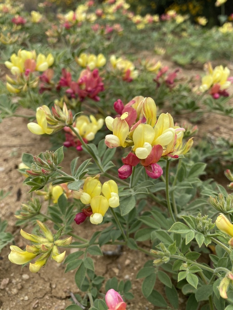 Chaparral Bird's-Foot Trefoil photo 4