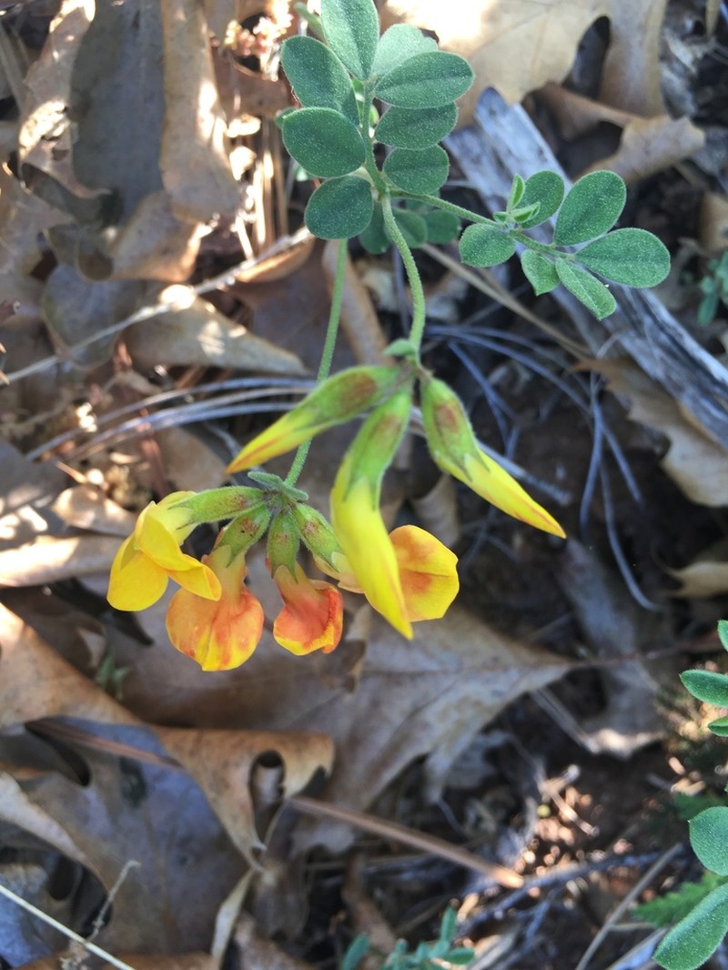 Chaparral Bird's-Foot Trefoil photo 5