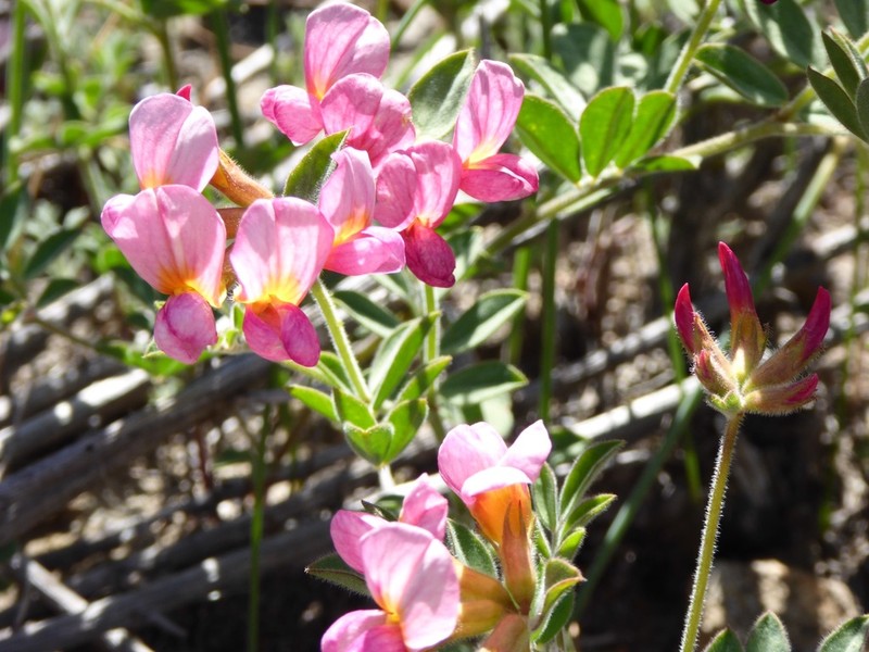 Chaparral Bird's-Foot Trefoil photo 7