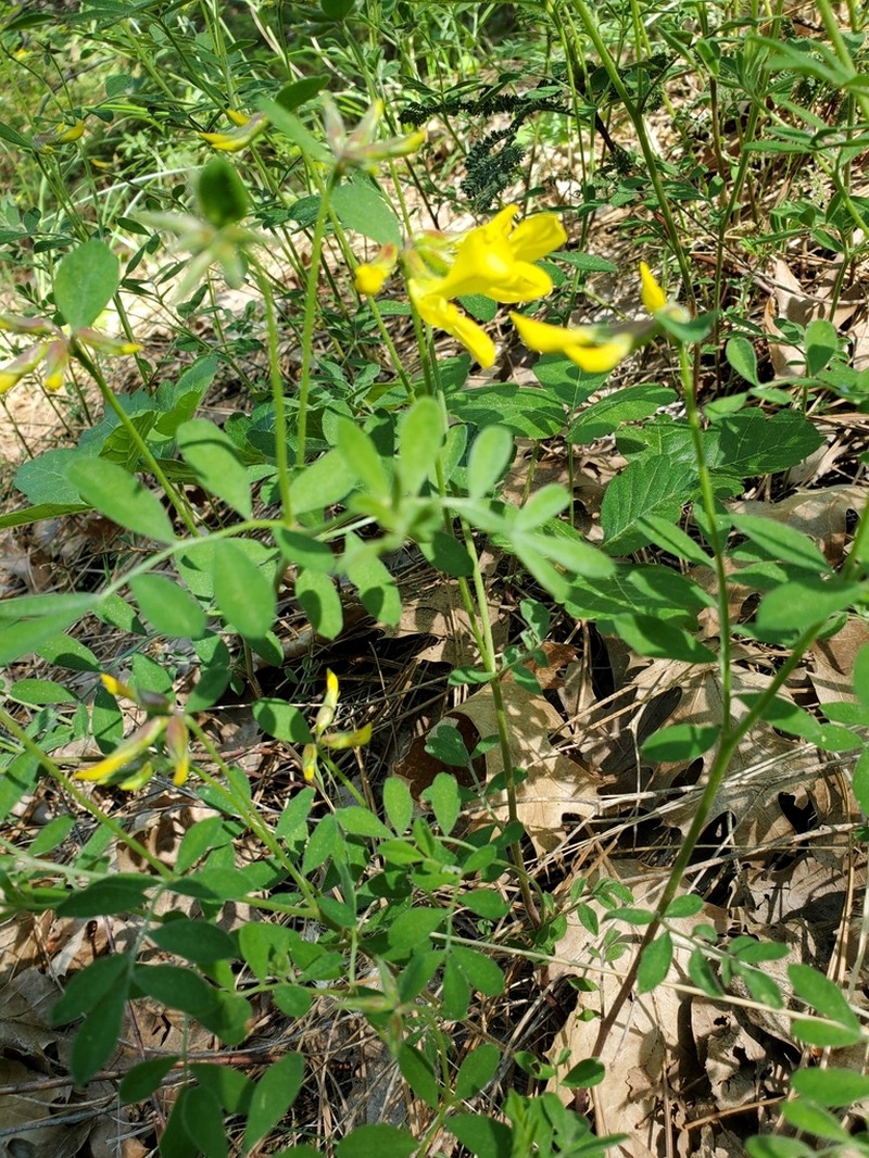 Chaparral Bird's-Foot Trefoil photo 9