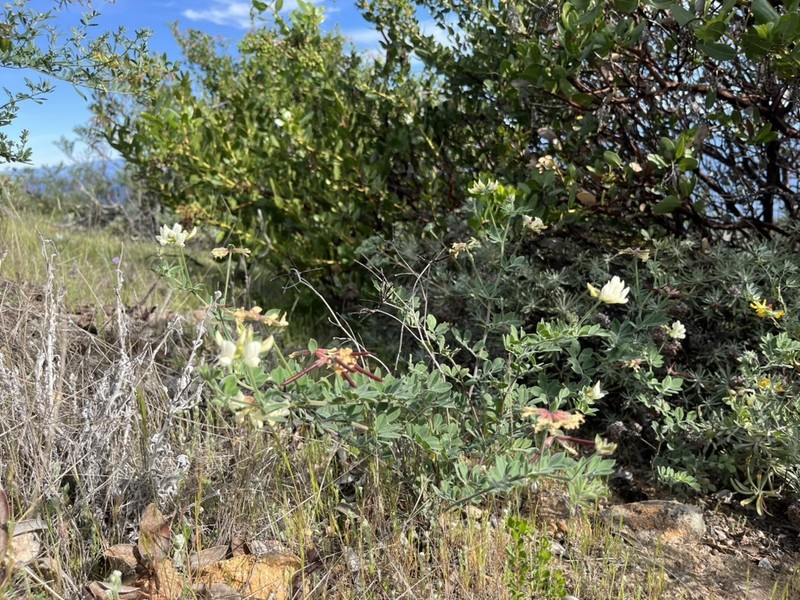 Acmispon grandiflorus var. grandiflorus