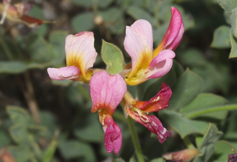 Acmispon grandiflorus var. grandiflorus photo 2