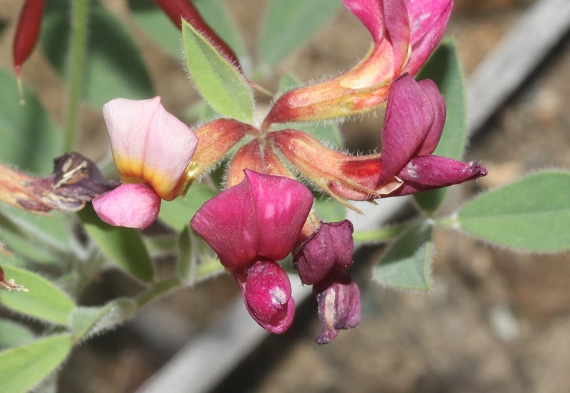 Acmispon grandiflorus var. grandiflorus photo 3