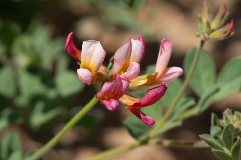 Acmispon grandiflorus var. grandiflorus photo 4
