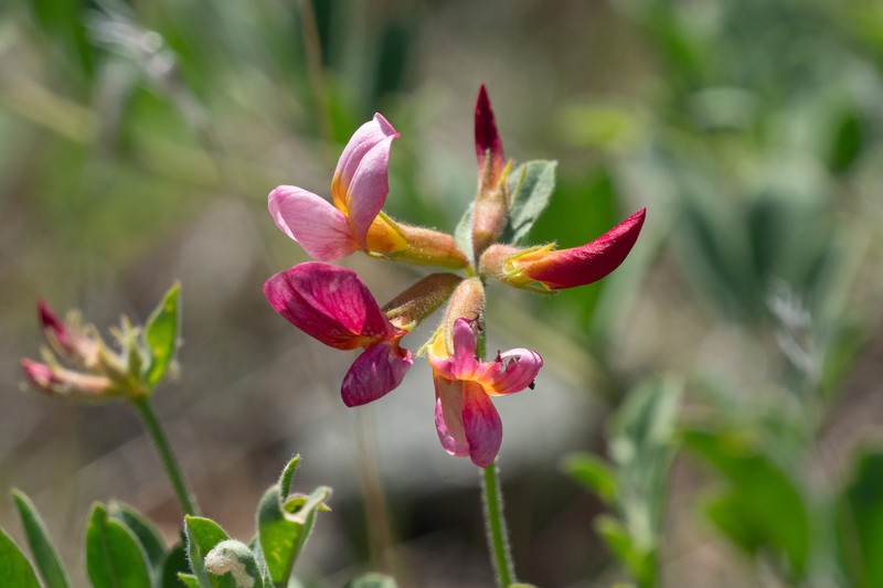 Acmispon grandiflorus var. grandiflorus photo 5
