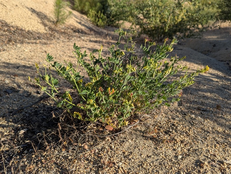 Acmispon grandiflorus var. grandiflorus photo 6