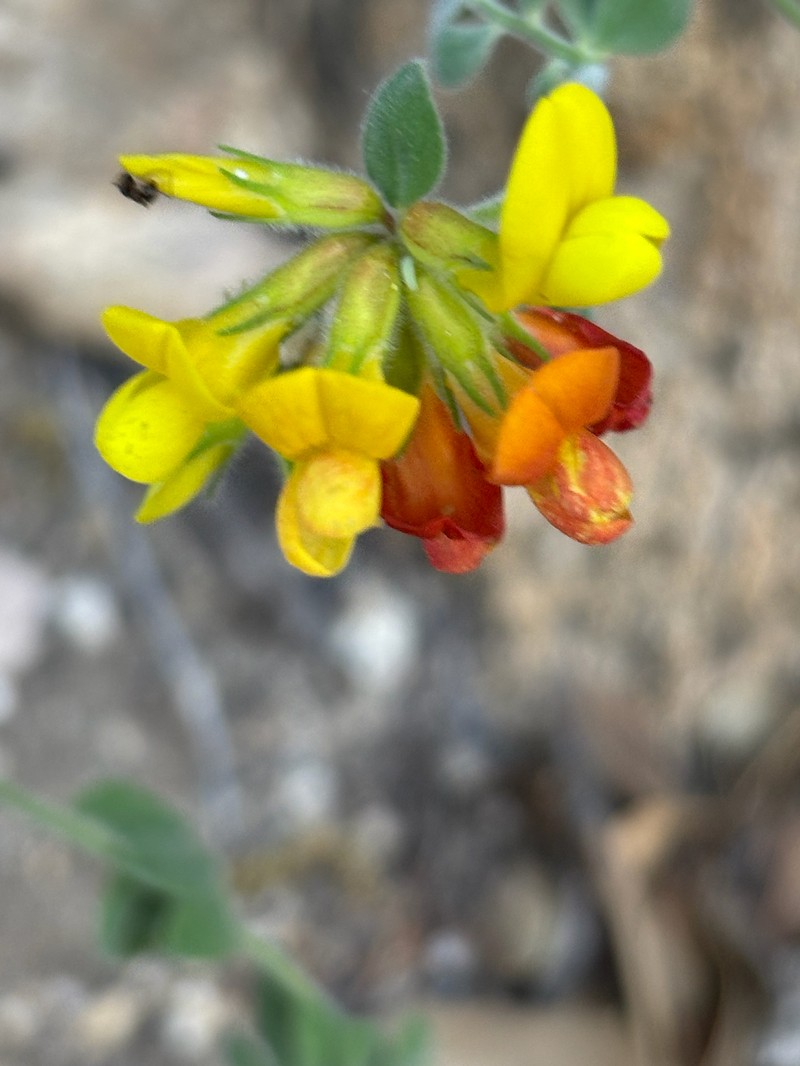 Acmispon grandiflorus var. grandiflorus photo 7
