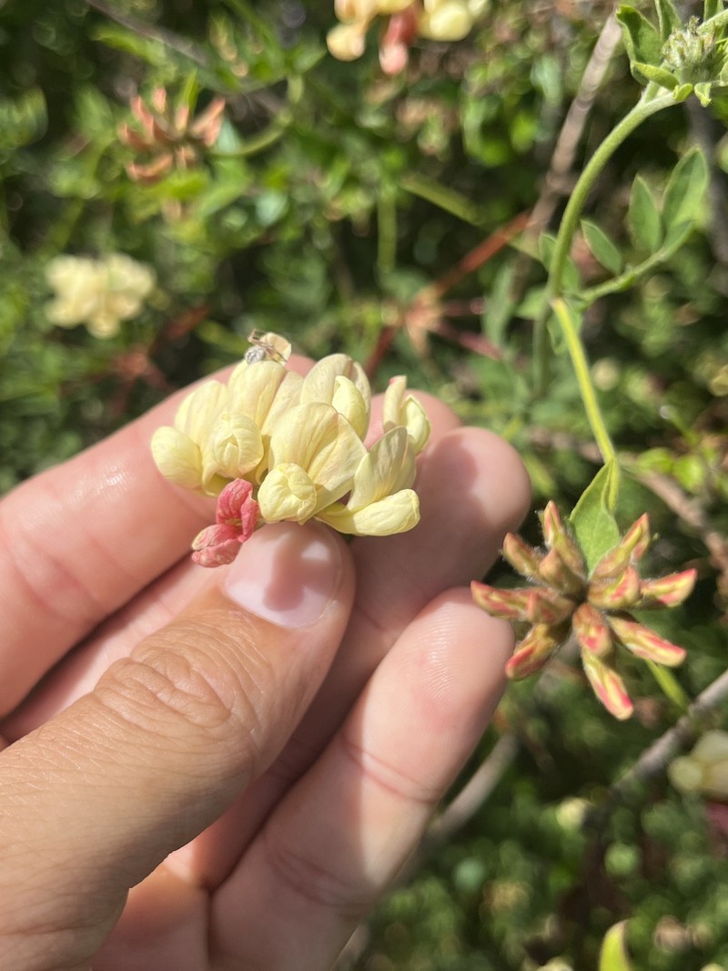 Acmispon grandiflorus var. grandiflorus photo 8