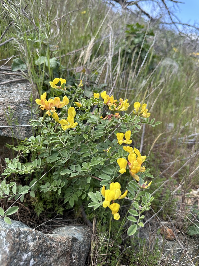 Acmispon grandiflorus var. macranthus photo 2