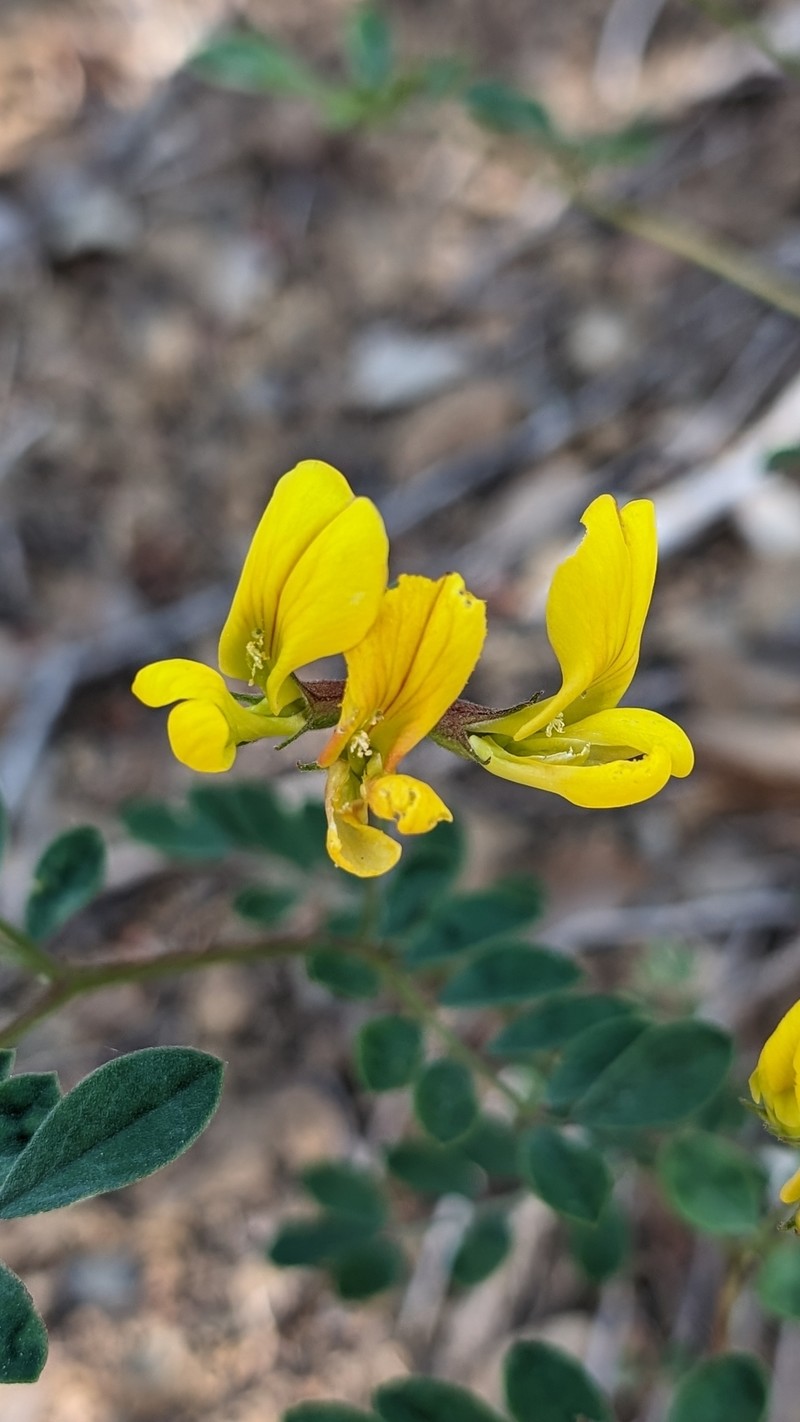 Acmispon grandiflorus var. macranthus photo 3