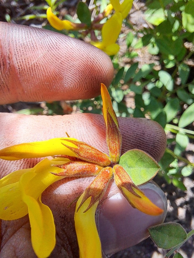 Acmispon grandiflorus var. macranthus photo 4