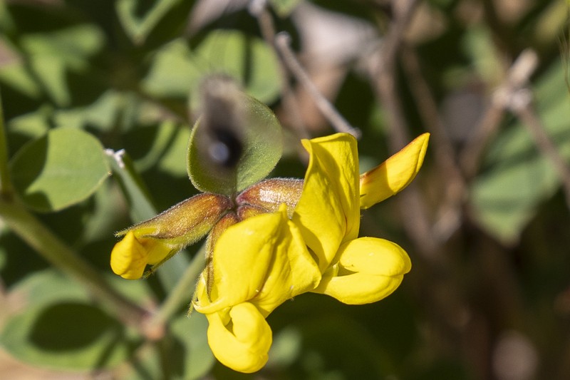 Acmispon grandiflorus var. macranthus photo 5
