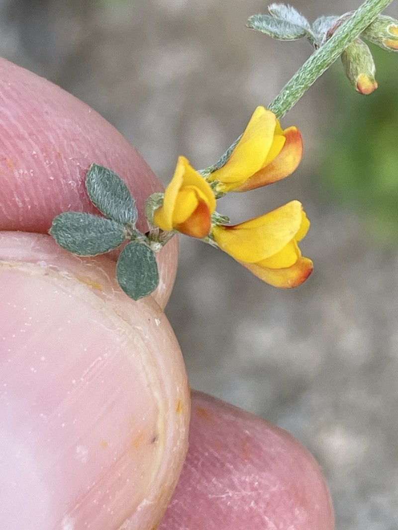 Rock Bird's-Foot Trefoil photo 4