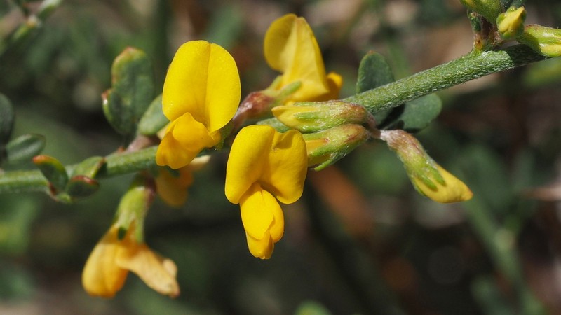 Rock Bird's-Foot Trefoil photo 5