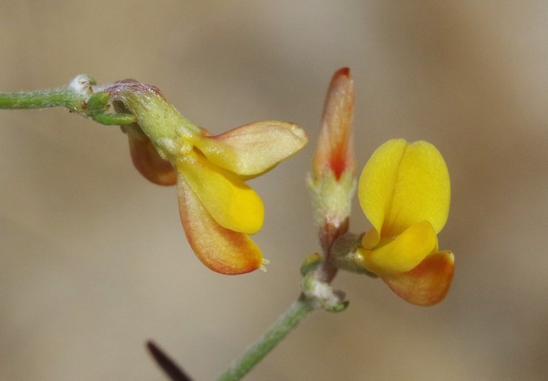 Rock Bird's-Foot Trefoil photo 6