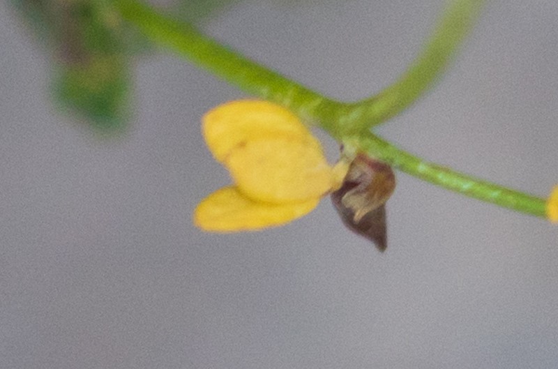 Rock Bird's-Foot Trefoil photo 7