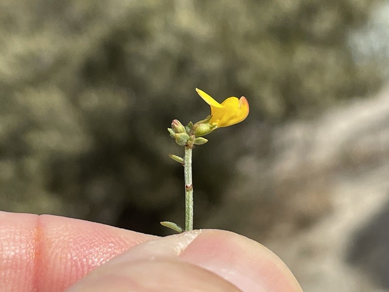 Rock Bird's-Foot Trefoil photo 8