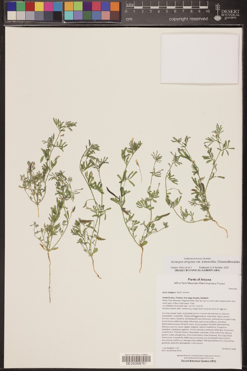 Acmispon intricatus
