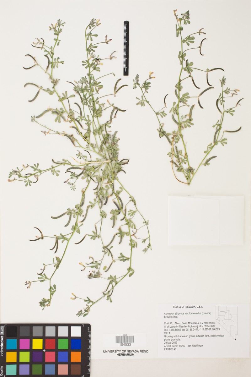 Acmispon intricatus photo 4
