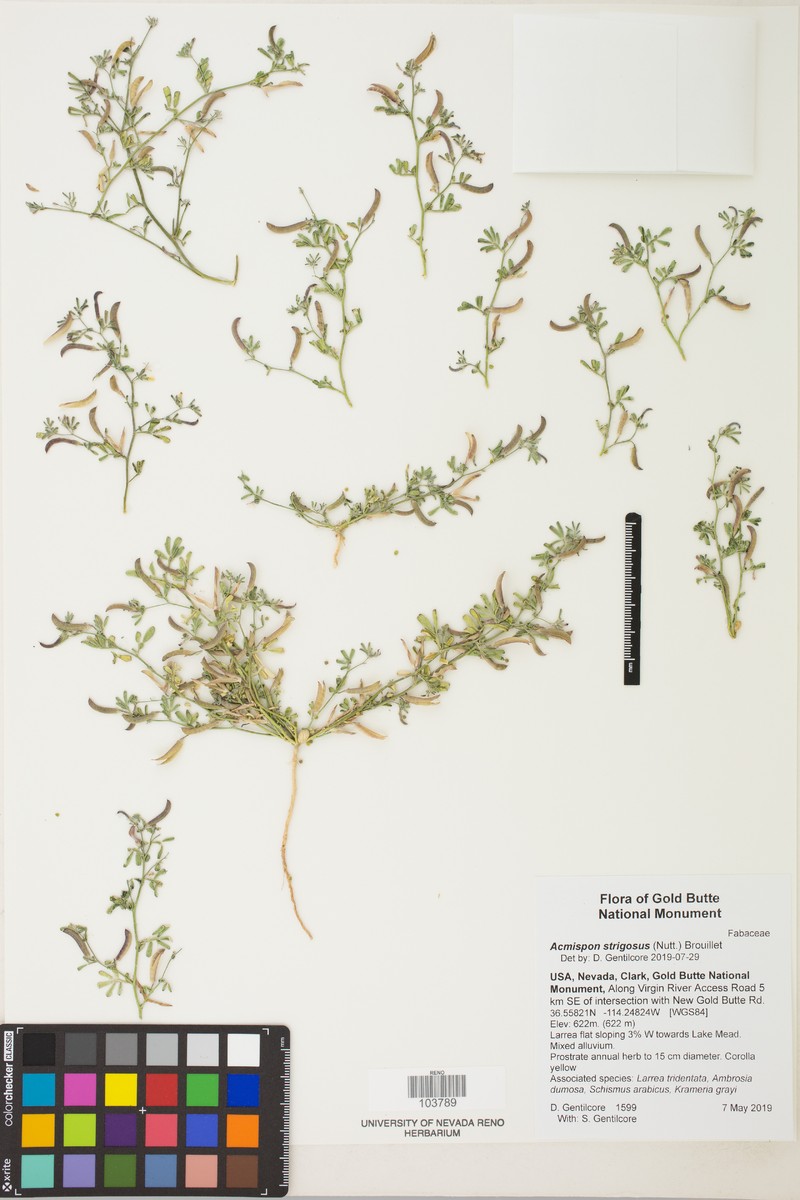 Acmispon intricatus photo 6