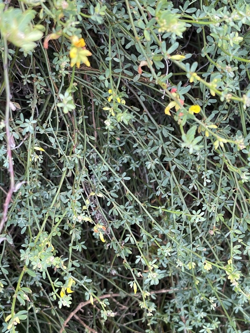 Rush Broom photo 5