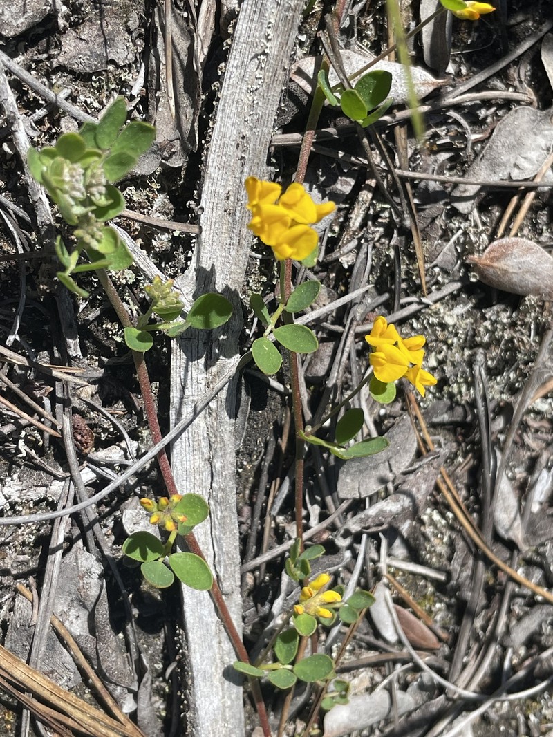 Acmispon junceus var. biolettii