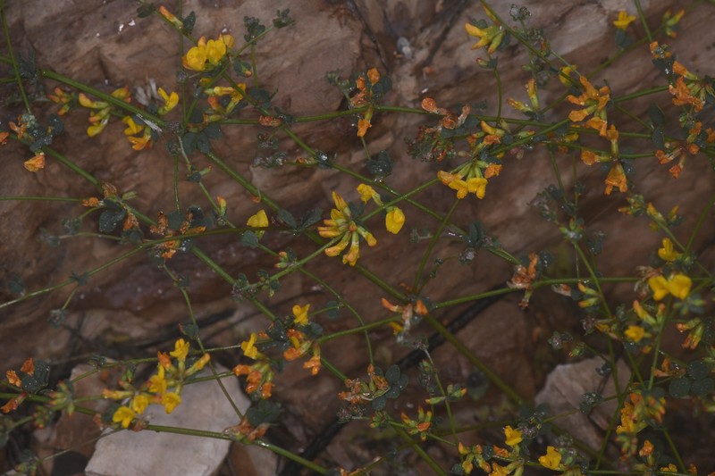 Acmispon junceus var. biolettii photo 2